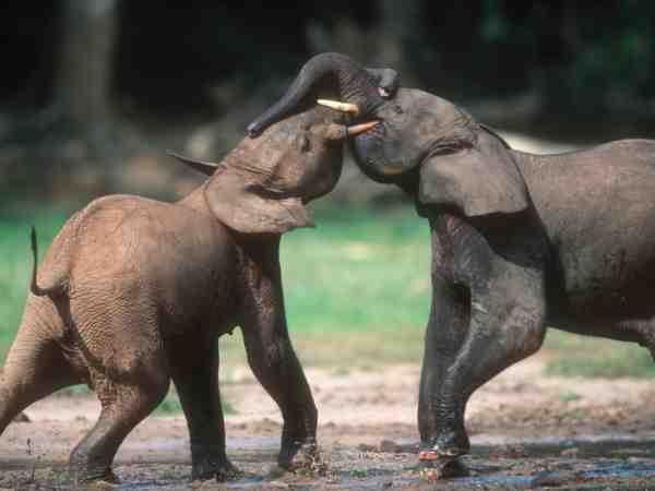 Elephants